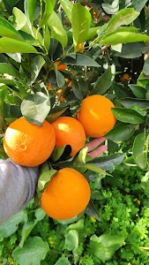 Orange Sicily