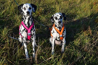 DogTrotter.pl - sklep wysyłkowy ze sprzętem sportowym i turystycznym dla psów