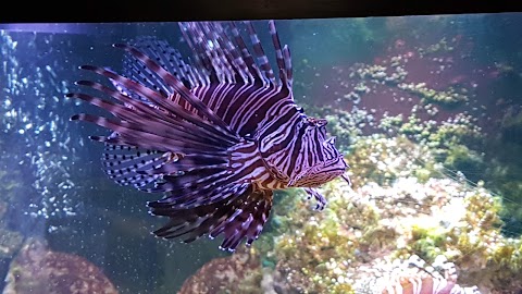 The Achill Experience Aquarium & Visitor Centre