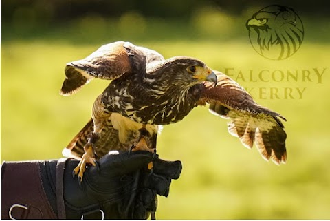 Falconry Kerry (in Killarney)