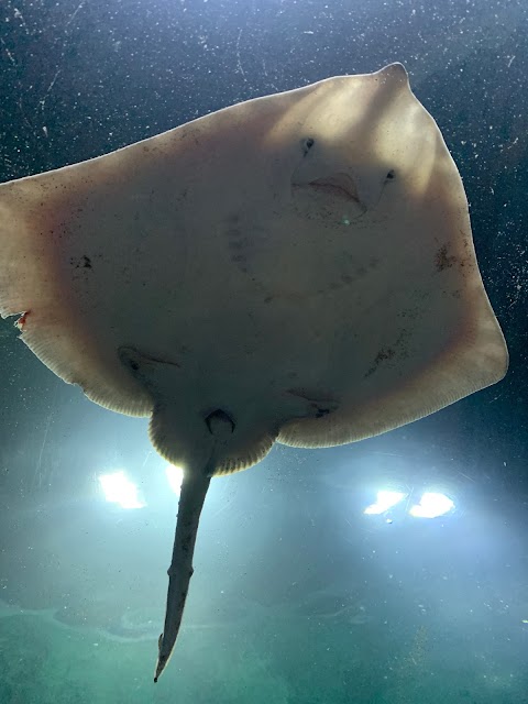 Dingle Oceanworld Aquarium