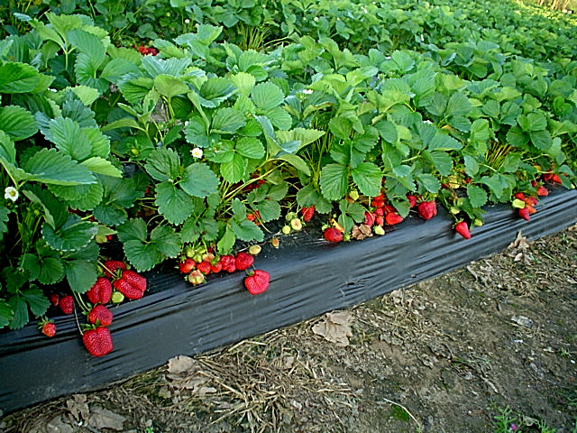 Gurosik's Berry Plantation, North Augusta, SC