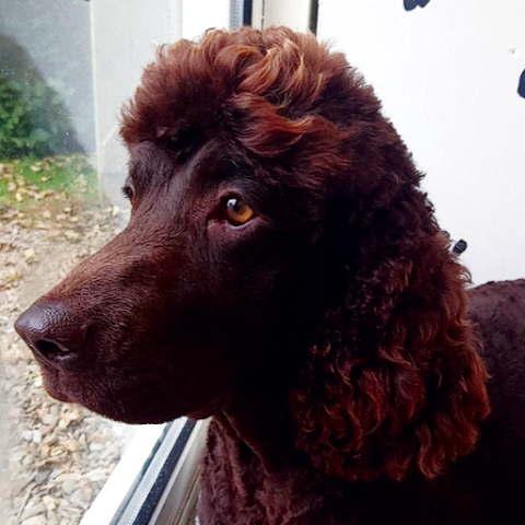 Doggy Days Grooming, Limerick