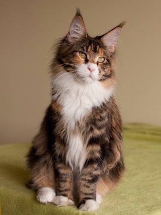 ARMENTARIUS - Hodowla kotów rasy Maine Coon