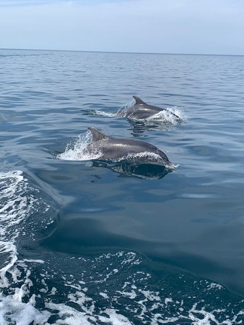 Tralee and Brandon Bay Eco-Marine Tours