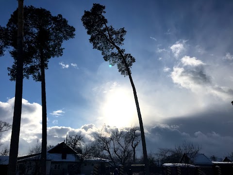 Ozerne Forest