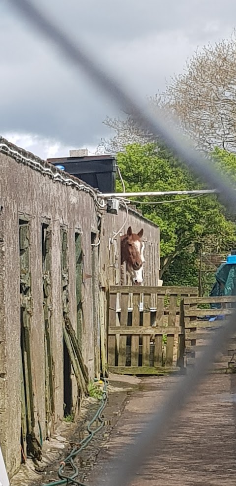 Millshe Kennels and Cattery