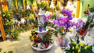 Kwiaciarnia MAJA w Limanowej