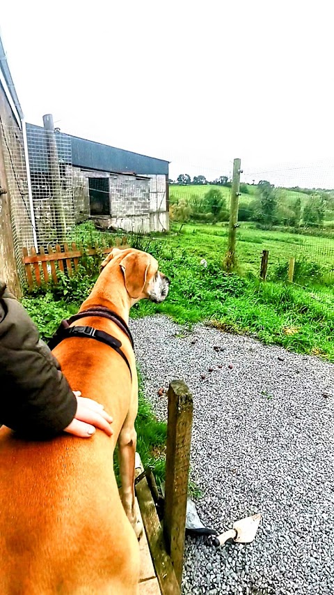 Cavan Dog Boarding Kennels