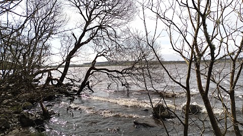 Derrycarne Wood