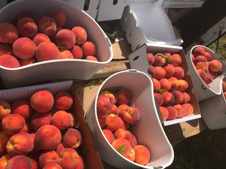 Green Barn Fruit Co., Palisade, CO