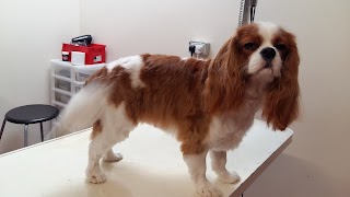 Swanky Paws Dog grooming