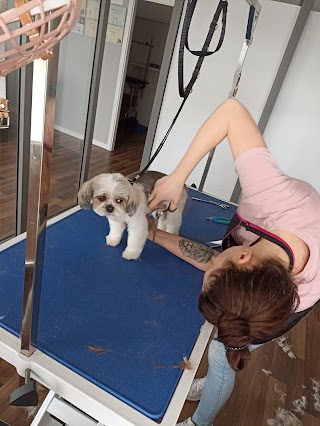 Monia grooming Salon pielęgnacji psów