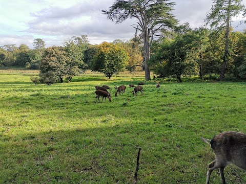 Doneraile Wildlife Park