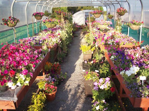 Dunleavy Nurseries