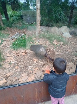 Tasmanian Devil Spot, Melbourne zoo