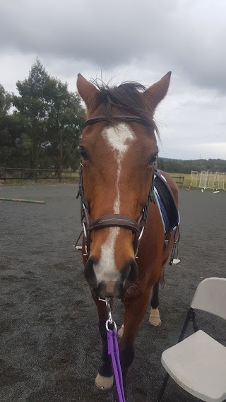 Ajay Equestrian