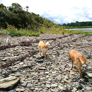 Cat Minders at Home Limerick