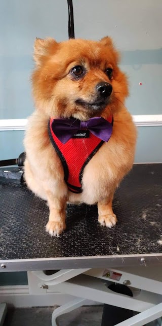 What the pup, Dog grooming- Carrick on Suir