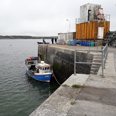 Dolphinwatch Carrigaholt