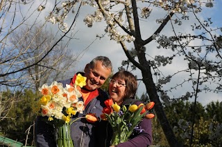 Clandon Daffodils