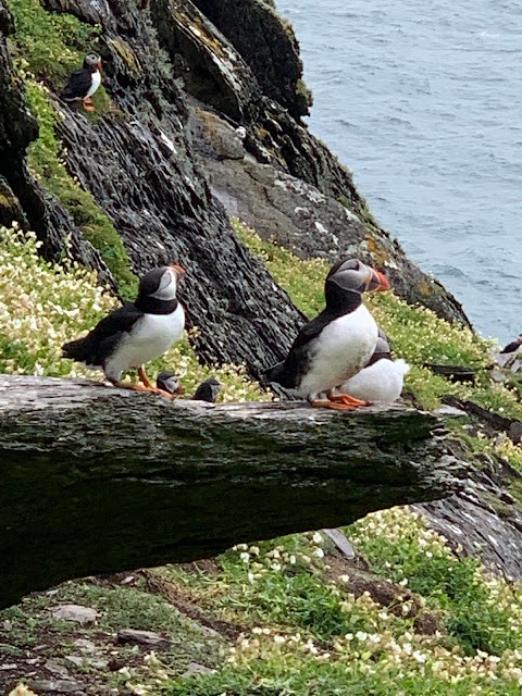 Skellig Michael Tours - Skellig Landing Tours and Boat Tours - Casey's Skellig Island Tours