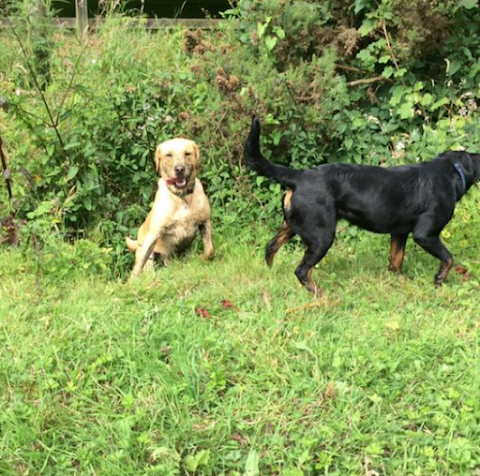 Heather's Top Dog Boarding Waterford