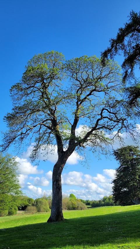 Curraghchase Forest Park Coillte