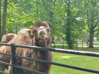 Wielbłądy w śląskim ZOO