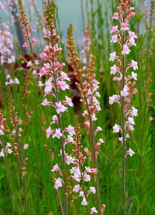 Caherhurley Nursery