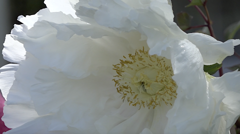 Arbutus Garden