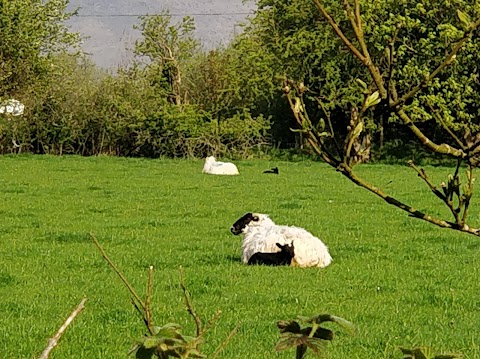 The Old Thatched Cottage