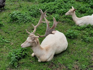 Małe Zoo