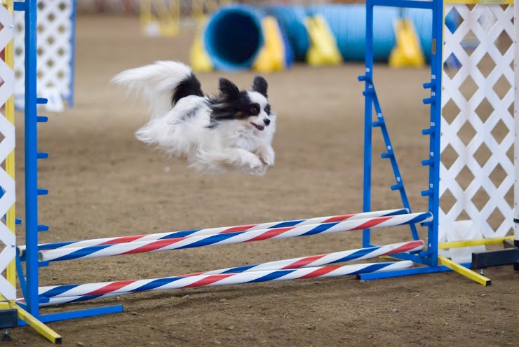 Shadyrock School For Dogs, Altoona, PA