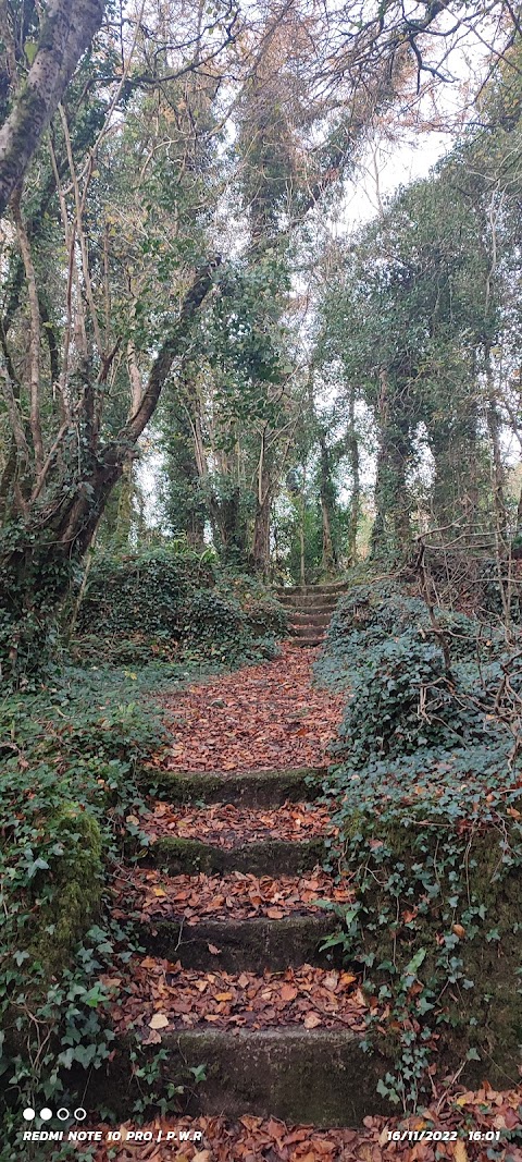 Dromore woods