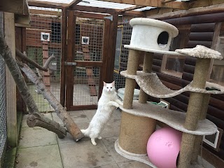 Purrfect Paws Cattery & British Shorthair Cats