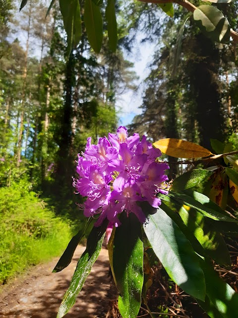 Bansha Wood Carpark