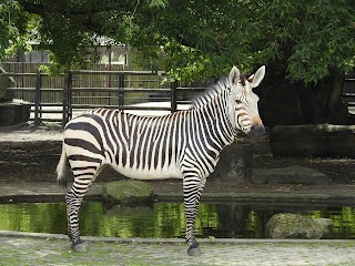 Miejski Ogród Zoologiczny im. Antoniny i Jana Żabińskich w Warszawie