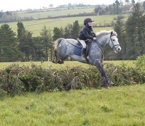 Gooseberry Hill Ponies and Horses