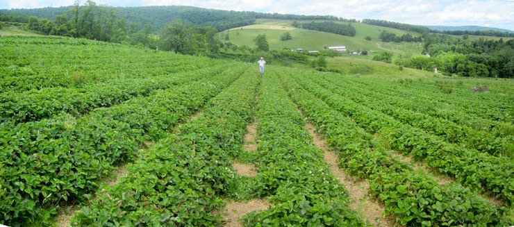 Hollin Farms, Delaplane, VA