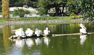 Pelikany w śląskim ZOO