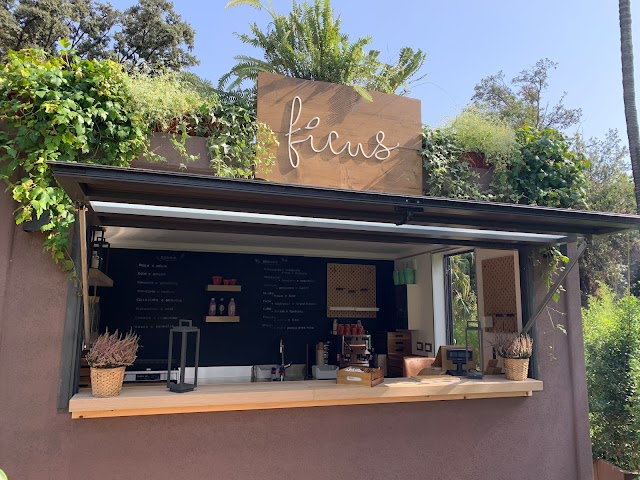 Ficus Gelato