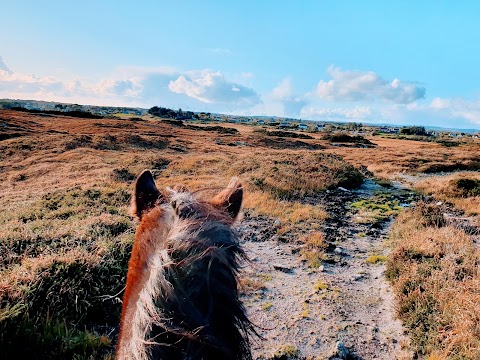 Feeneys Equestrian Centre Galway