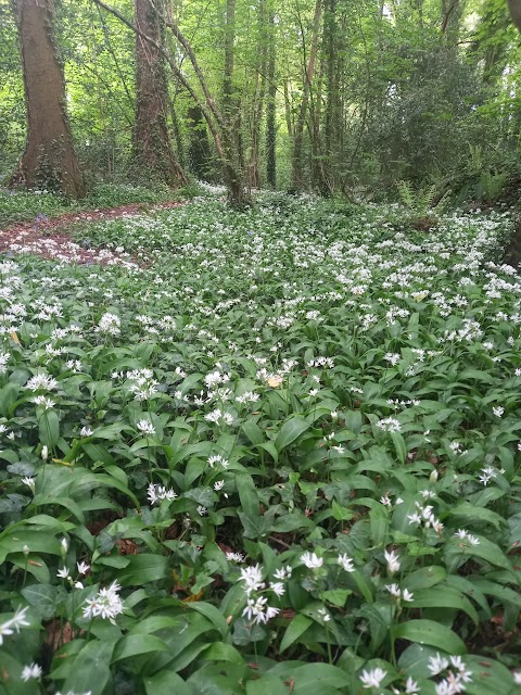 Glenbower Wood