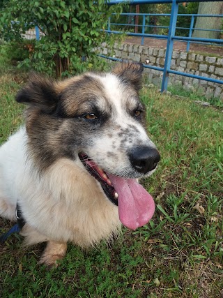 Pawsitter.pl - Opieka nad zwierzętami - Warszawa, Mokotów