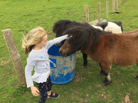 JS Equine Assisted Therapies