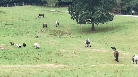 Muckross Riding Stables