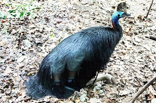 WILD LIFE Sydney Zoo