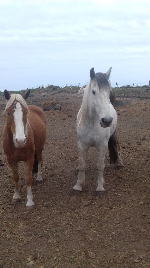 O'Connor's Trekking Horse Riding