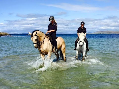 Diamonds Equine Renvyle - The Connemara Pony National Stud